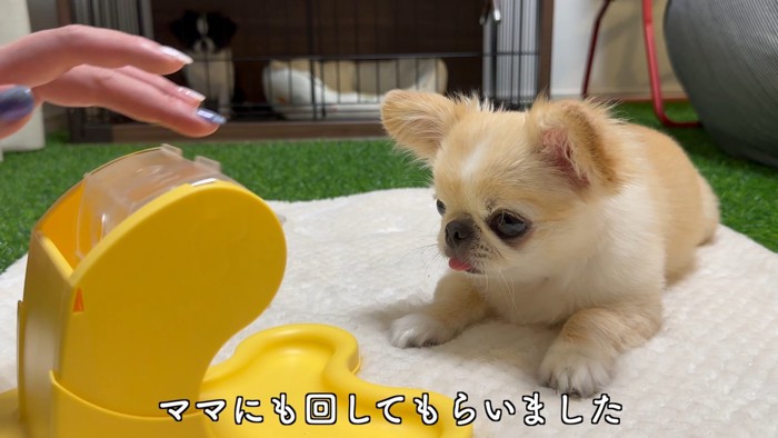 知育おもちゃで遊ぶピノちゃん＆パルムちゃん5