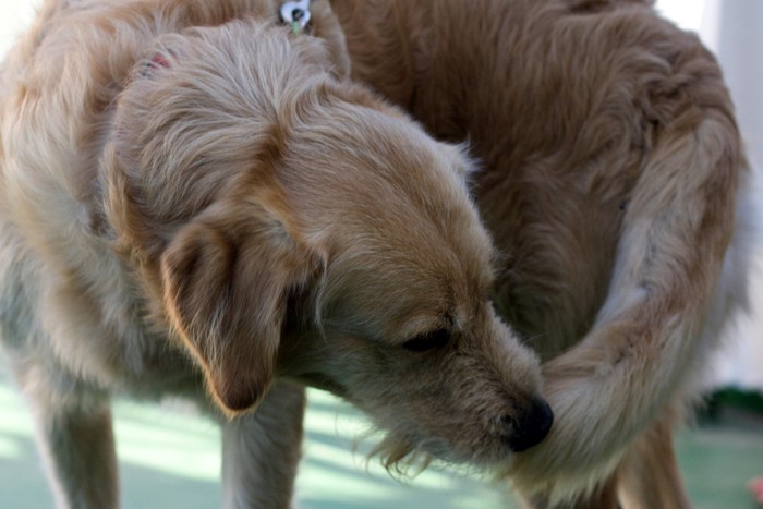 しっぽを噛む犬