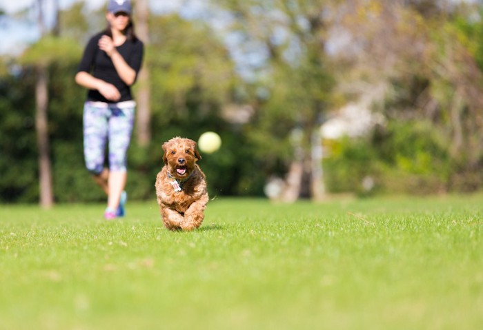 飼い主の投げたボールを追いかけて遊ぶ犬