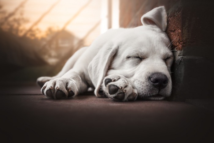 壁に寄り添って寝ている白い犬