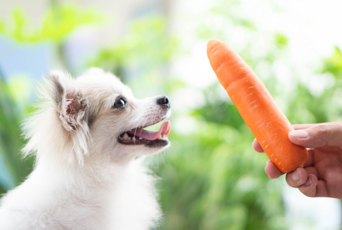 にんじんを犬に与える人