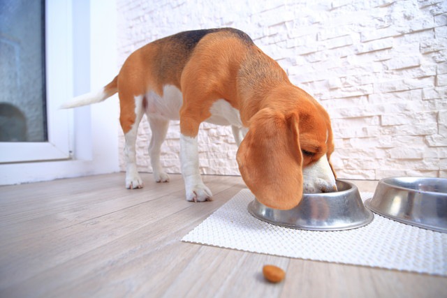 フードボールに顔を入れご飯を食べる犬