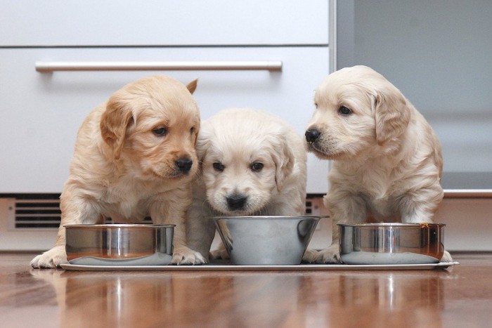 餌を食べる三匹の仔犬