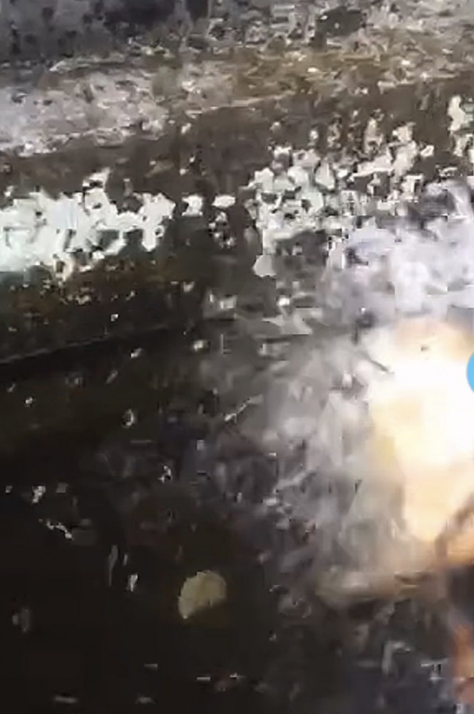 大きくブルブルする犬