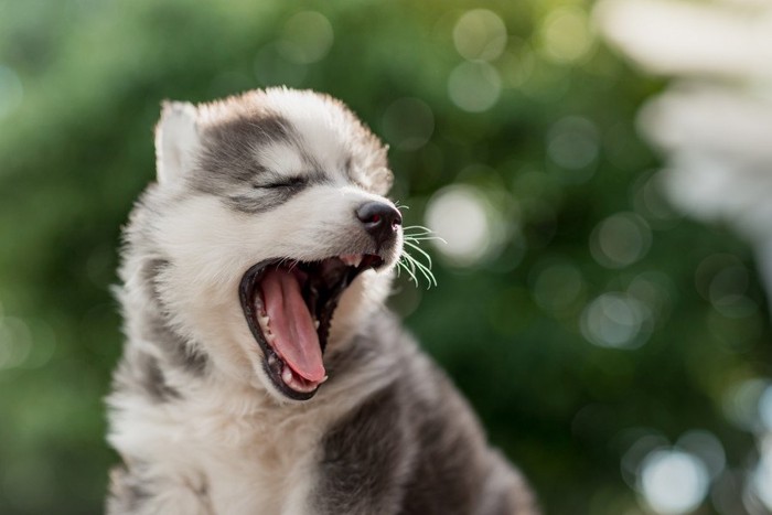 アクビをするハスキーの子犬