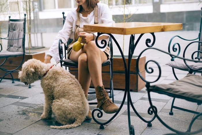 カフェで飼い主の足元に座る犬