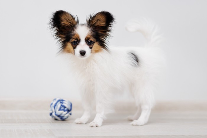 おもちゃのそばに立っているパピヨンの子犬