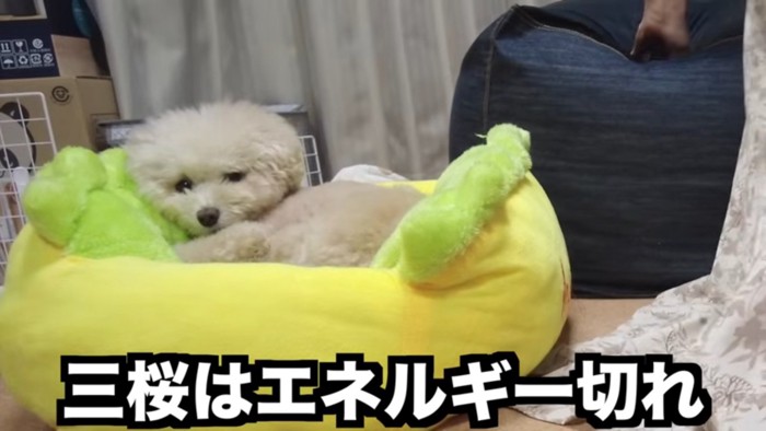 電池切れの三桜ちゃん