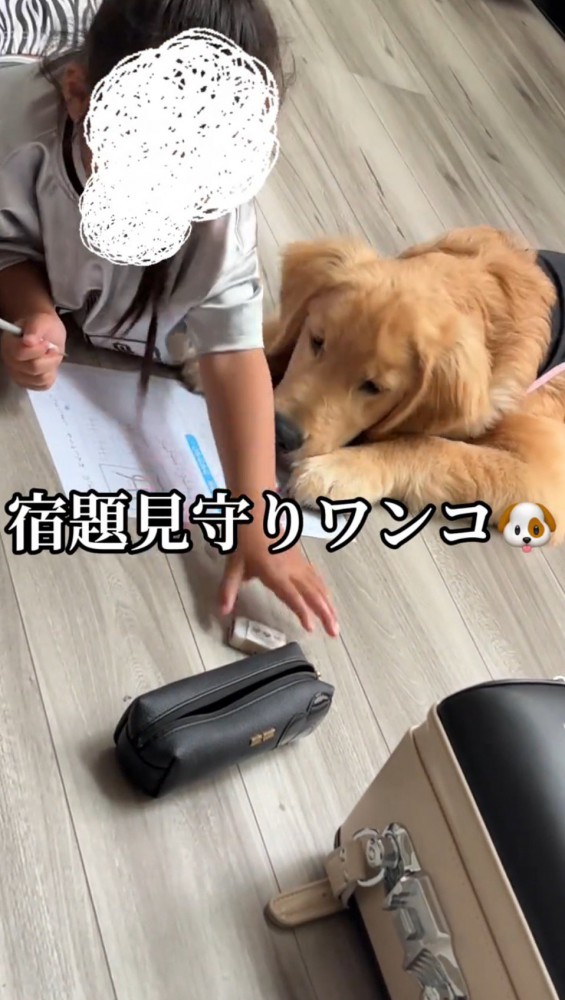 勉強をする女の子の隣で伏せをする犬