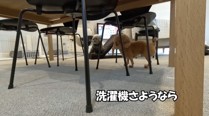 部屋の入り口を見つめる2頭の犬
