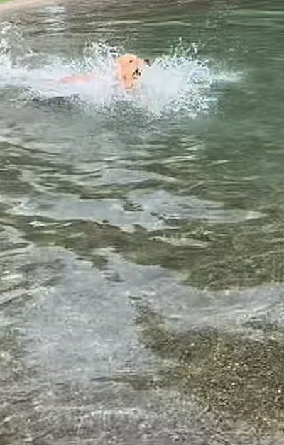 泳ぐ大型犬
