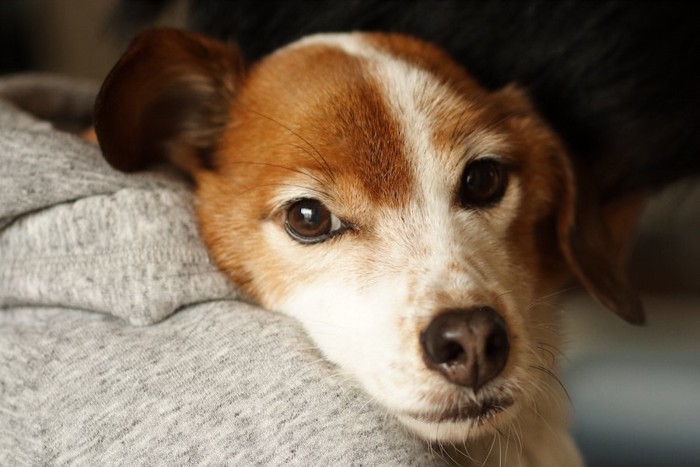 抱きしめられて安心している犬