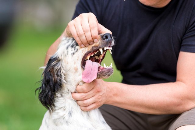 口を開けられている犬