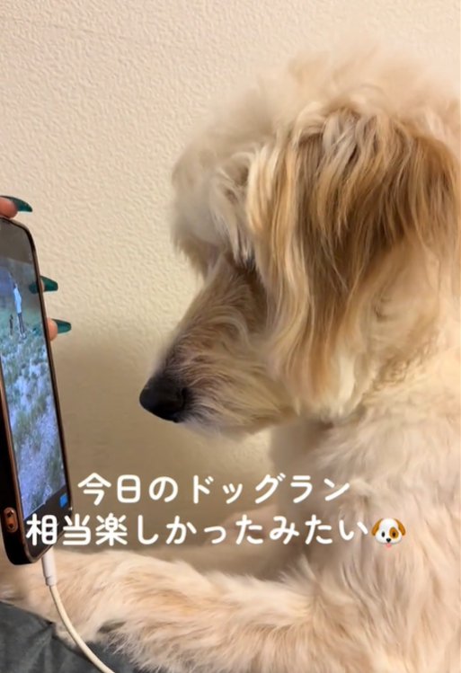 画面に近づく犬1