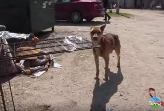 ケージトラップの前に立つ犬