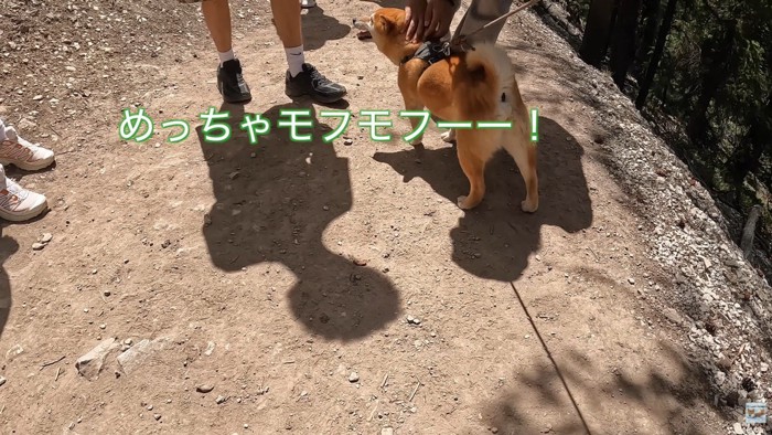 毛並みを大絶賛!