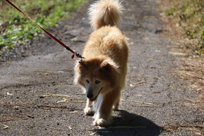 お散歩中の長毛犬