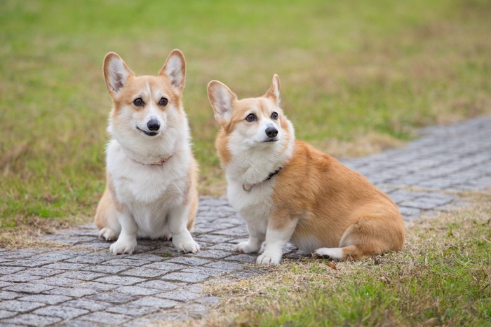 2頭のコーギー