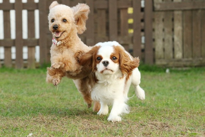 走る二匹の犬