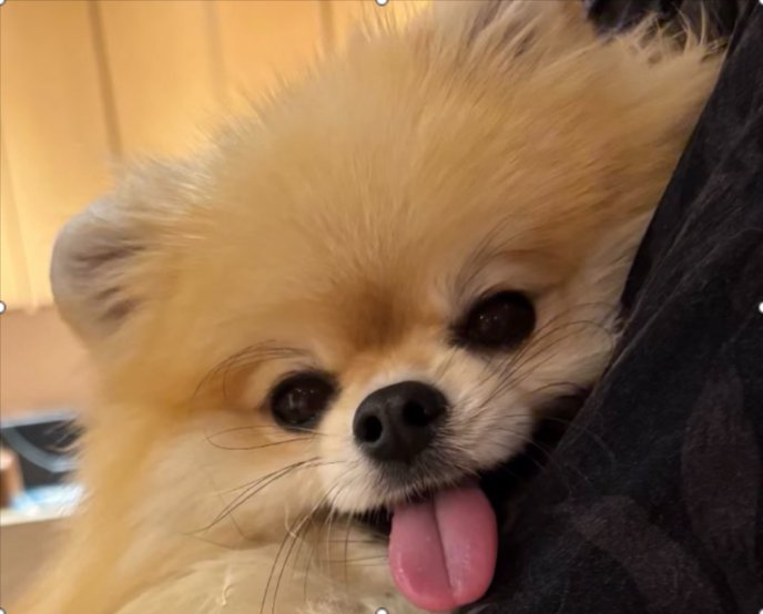 ニコニコ