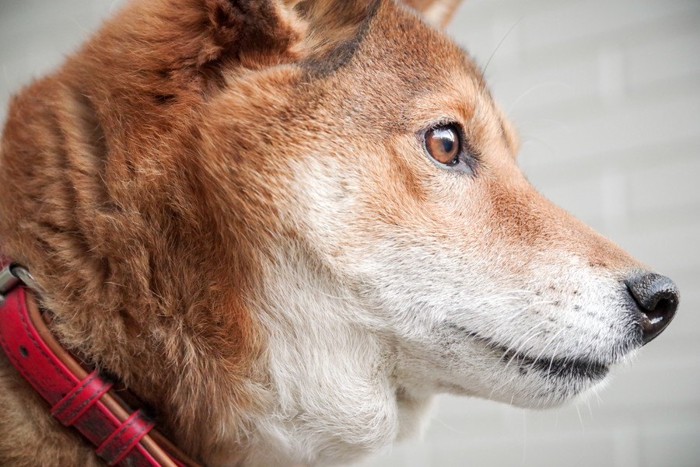 柴犬の横顔、赤い首輪