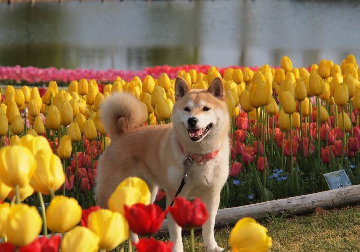 チューリップに囲まれる犬