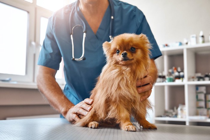 獣医師の診察を受けている犬