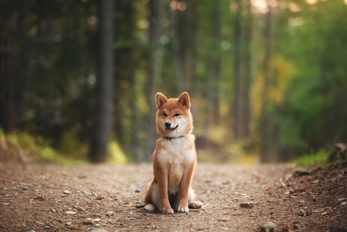 山道に座っている小柄な柴犬