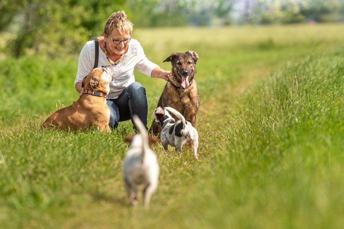 4匹の犬と女性