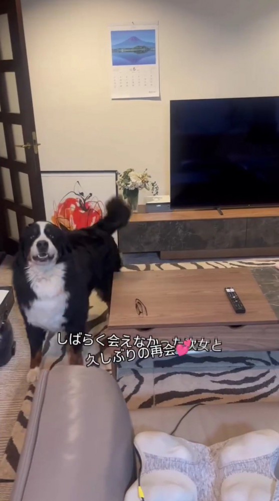 リビングで飼い主を見つめる犬