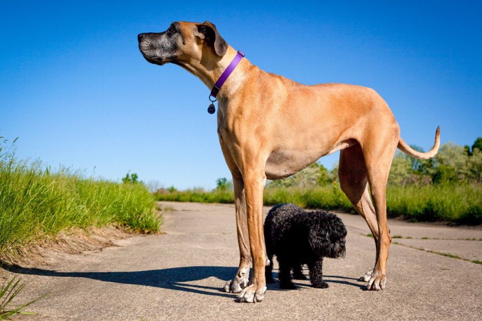 グレートデーンと子犬