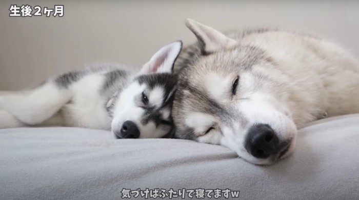 頭をくっつけて眠る兄弟ハスキー