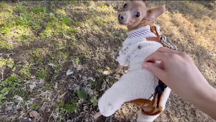 犬の服についた植物を取る飼い主