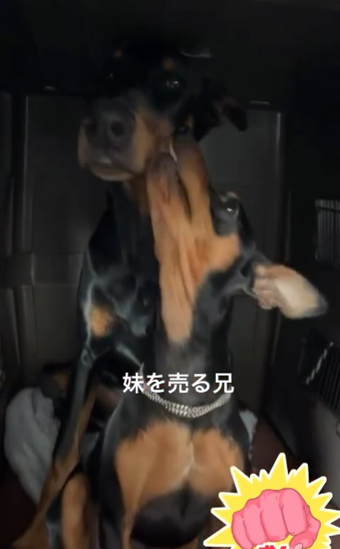 妹犬の顔を舐める兄犬