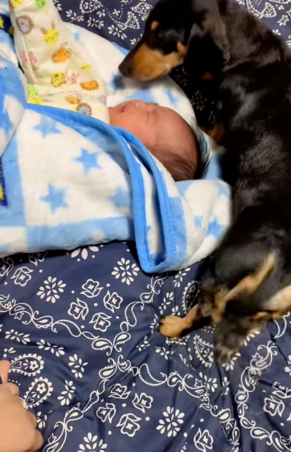 赤ちゃんを覗き込むワンコ