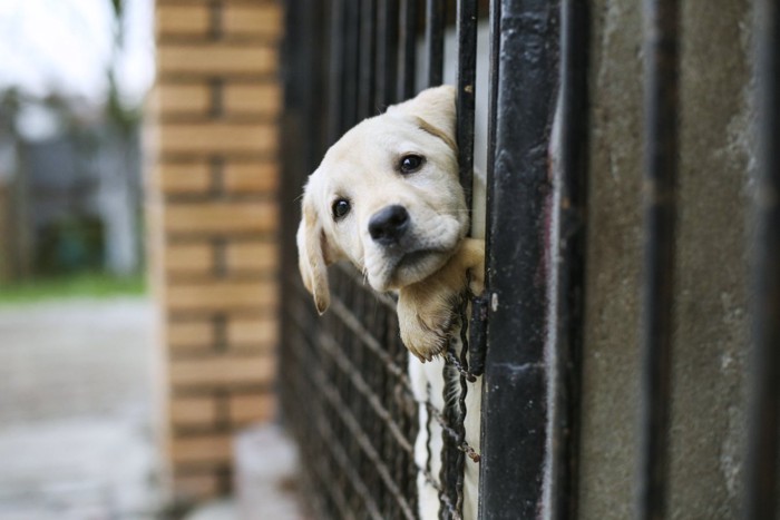 ケージから顔を出している子犬