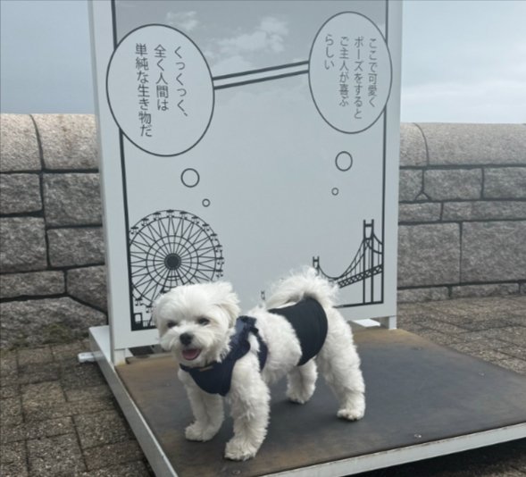マルチーズ