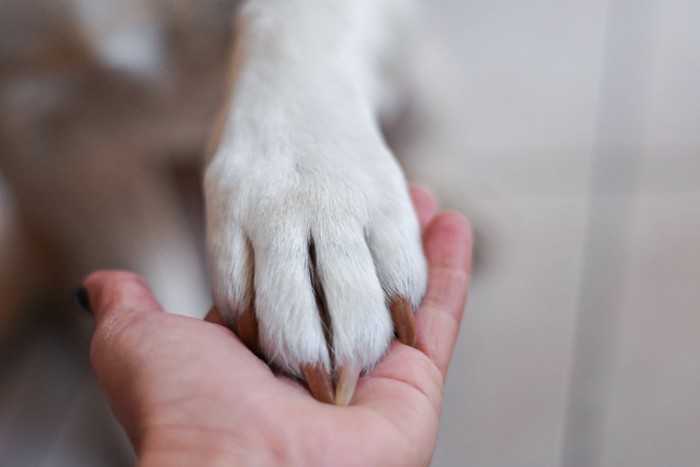 犬の前足