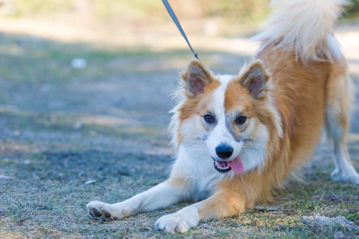 相手を誘う犬