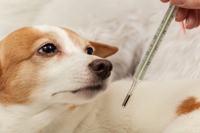 体温計と白茶の犬