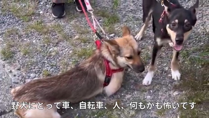 愛子ちゃんが家庭犬になるまで8