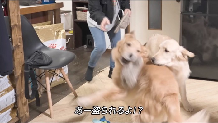 スリッパを咥えて持っていく兄犬