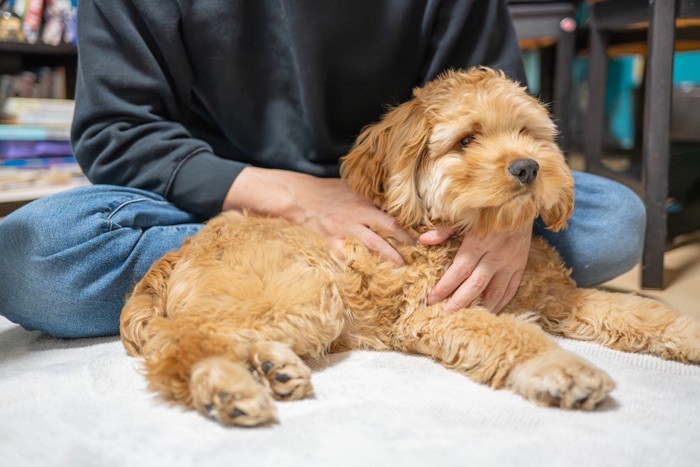 茶の犬の背後から撫でる