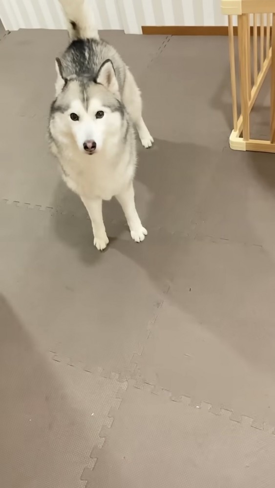 しょんぼり顔で立つハスキー