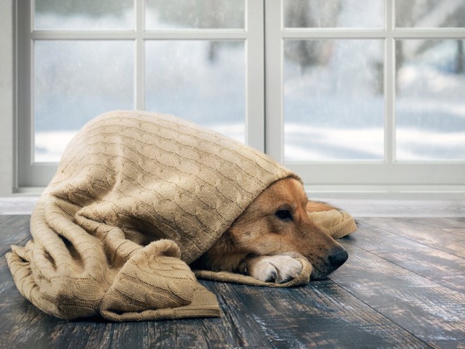 窓辺でブランケットに包まる犬