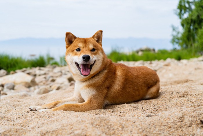 砂場に伏せている柴犬