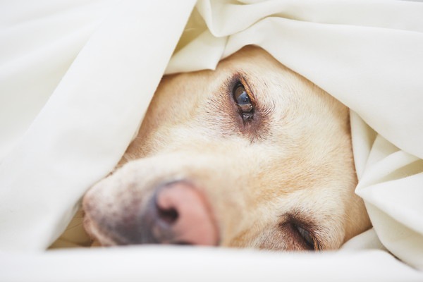 ぐったりと横たわる犬の顔