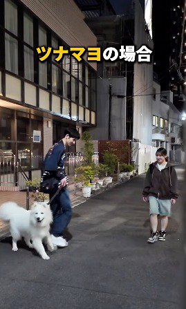 来た道をふり返る白い犬