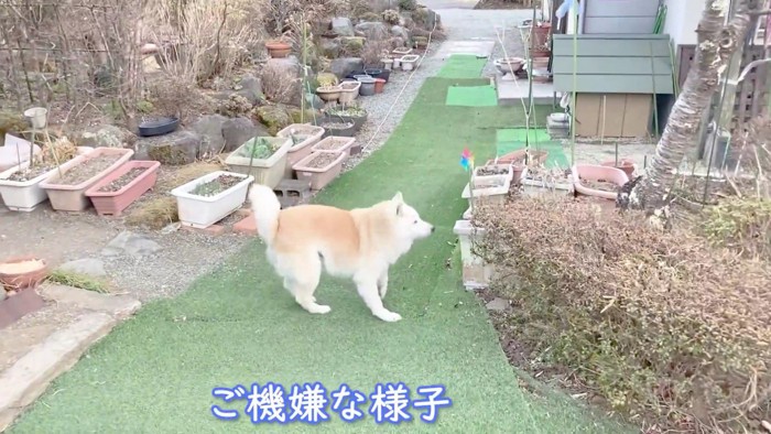 再び元気いっぱいに！