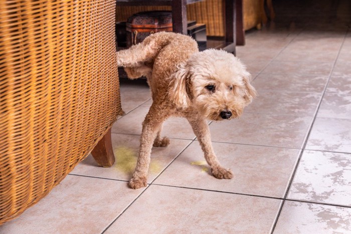 足をあげて排泄する犬